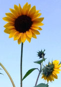 Sonnenblume. Foto: Ilona M. Schütt, www.basenfasten-hamburg.net