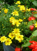 Sommerblumen, Ilona M. Schütt, www.basenfasten-hamburg.net