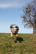 un chien australien courre en promenade par coach canin 16 educateur canin angoulême, cognac