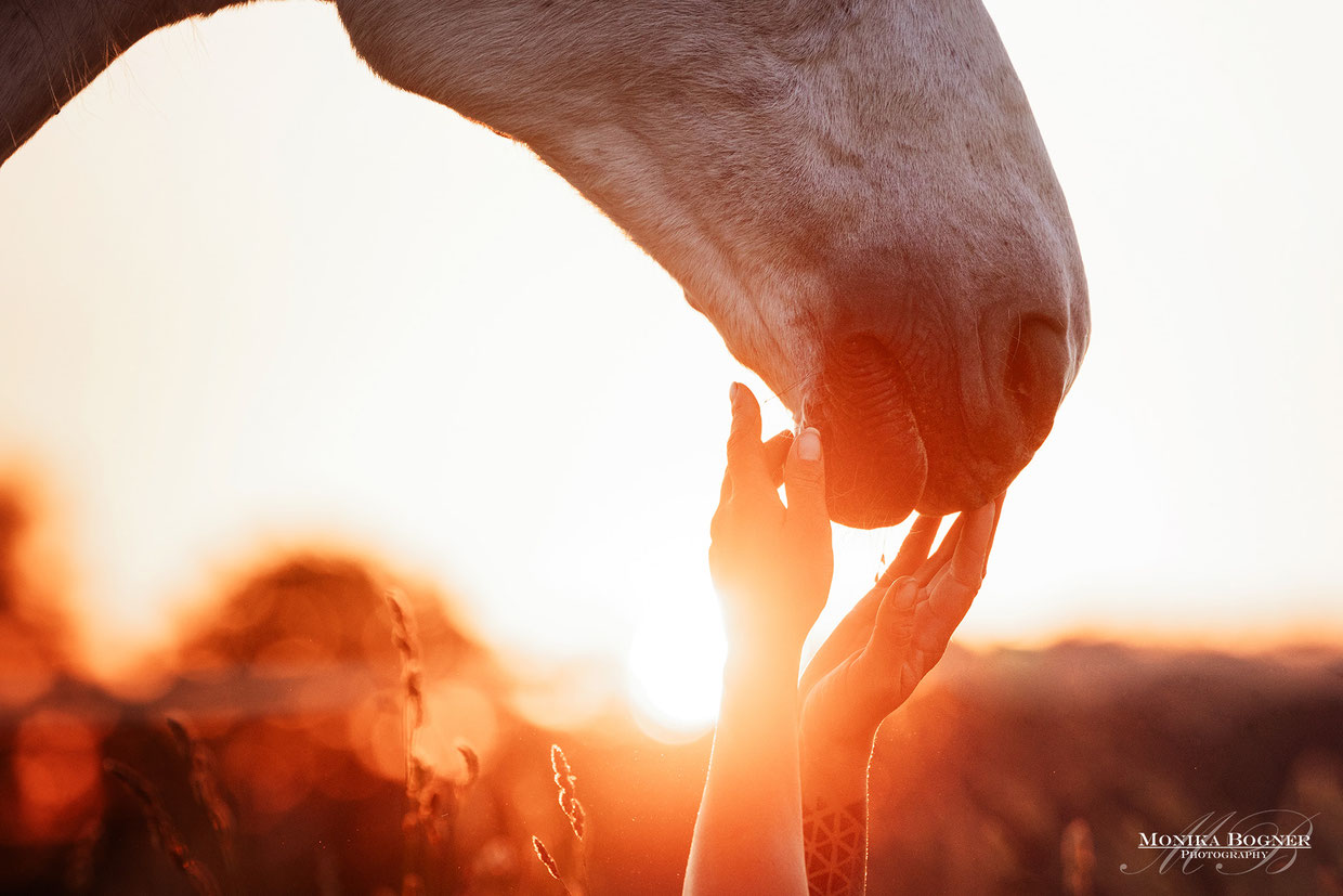 Shooting im Frühling, Warmblut, Dressurpferd