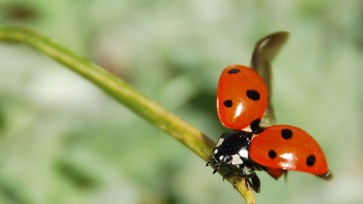 Foto: canva.com