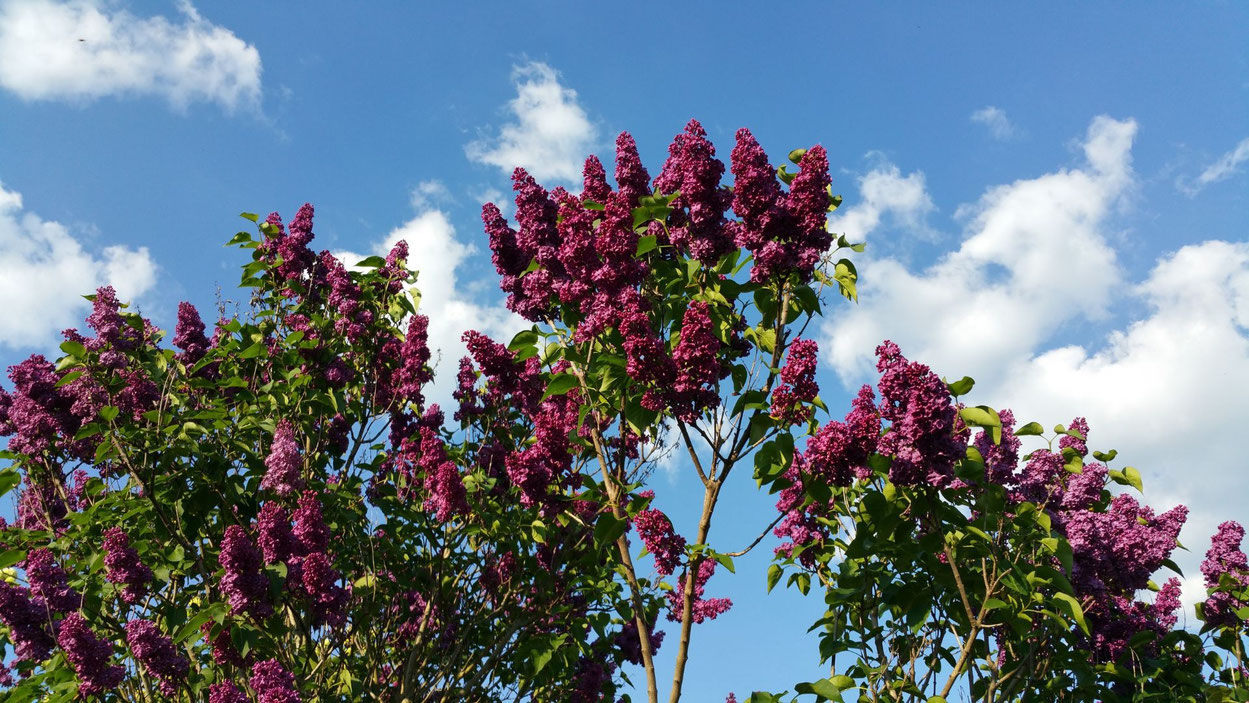 Foto: canva.com