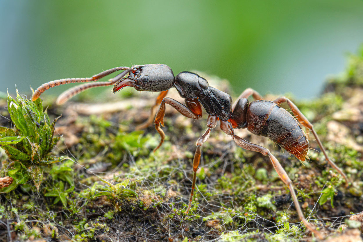 Die invasive Asiatische Nadelameise (Brachyponera chinensis) ist jetzt auch in Stuttgart heimisch. Wahrscheinlich wurde sie über importierte Pflanzen eingeschleppt. Bild: Aron Bellersheim