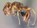 Tetramorium semilaeve
