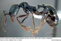 Aphaenogaster gibbosa