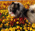 unser Blumenmädchen