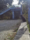 Fußgängerbrücke über S-Bahn-Geleise. Hans-Baluschek-Park. Foto: Helga Karl