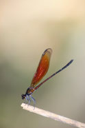 Thailand Img 4677