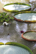 Thailand Img 4730