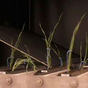 Automatic Rhizobox and Shoot Phenotyping Platform