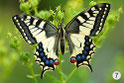 7 Schwalbenschwanz (Butterfly Peter, fotocommunity)