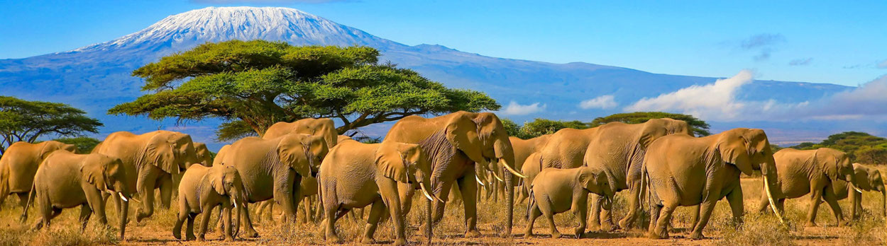 Kilimanjaro Tours Parpan - Trekking auf den Kilimandscharo - Safari-Reisen in den Nationalparks - Aktivferien in Tansania