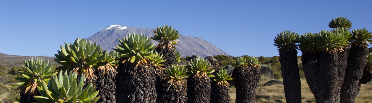 Trekking Kilimanjaro Klassiker - Marangu - Coca Cola Route - Reise Tansania