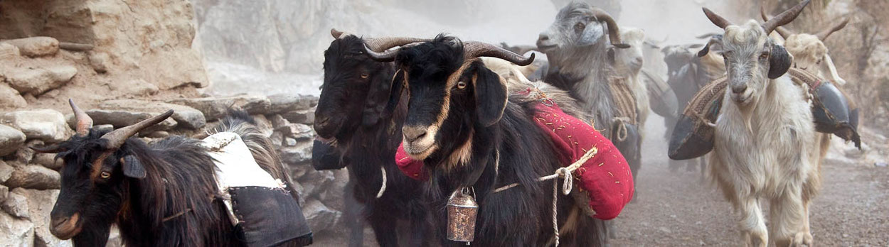 Lodge-Trekking in Nepal ins ehemals verbotene Tsum Valley