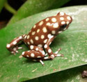 palazzofroschs Webseite!