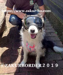 ＺＡＫＵＲＢＯＲＤＥＲ（サクールボーダー）のブログボーダーコリーＭ＆Ｅ２０２５０７０２使用画像１