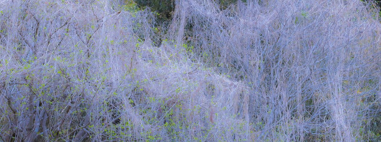 「蔓曼荼羅」〜いのちの痕跡をたどる〜 Mandala of VinesTraces of Life in the Entangled Forms of Nature