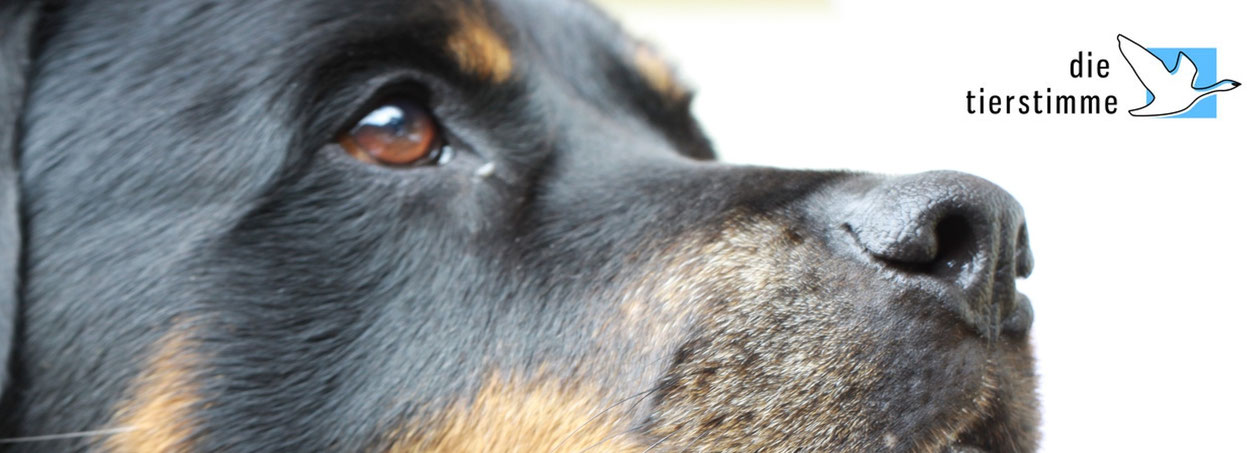 Die Tierstimme e.V.