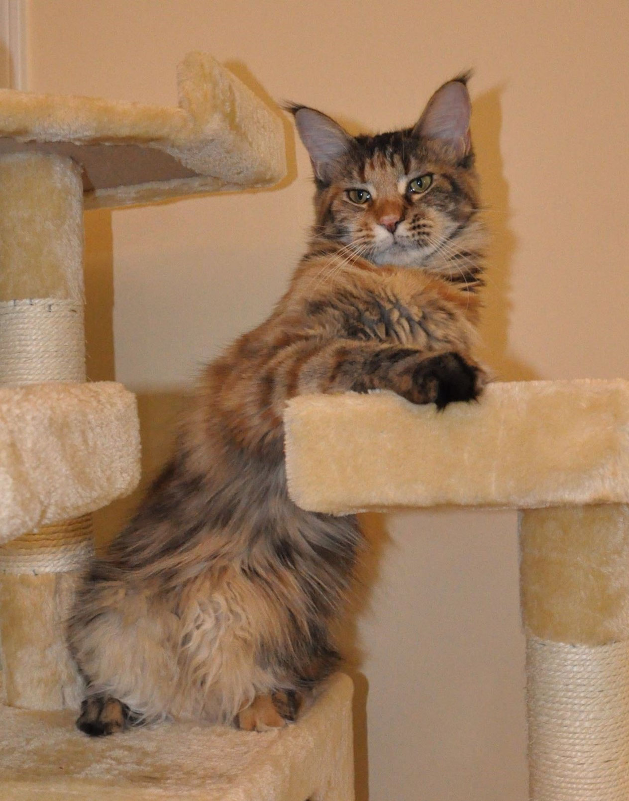 Europa of EuroCoons Black Classic Tortie Female Maine Coot Cat Maine Coon Kittens for Sale