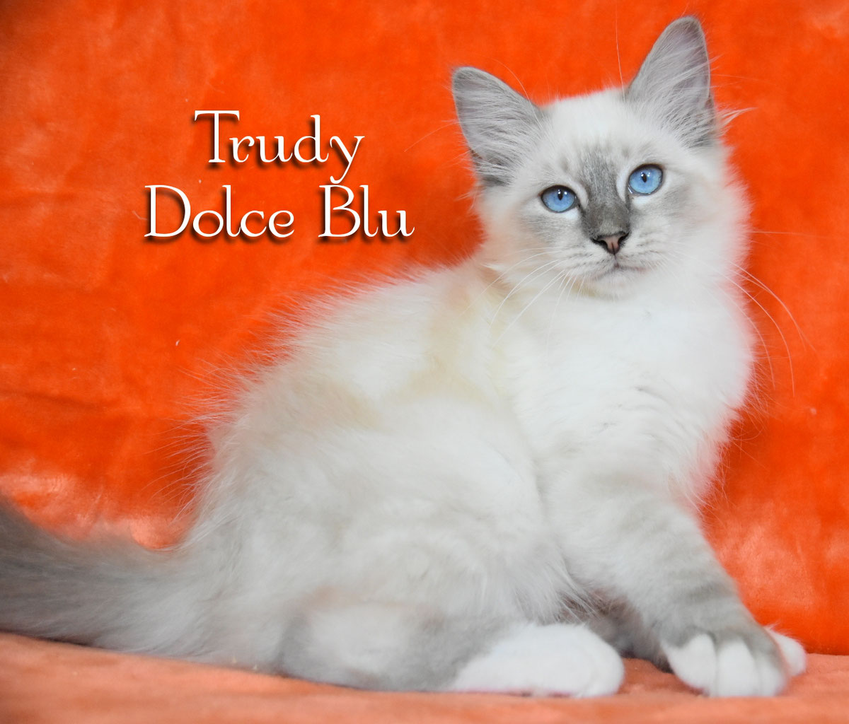 Cucciolo sacro di birmania blu tabby point 