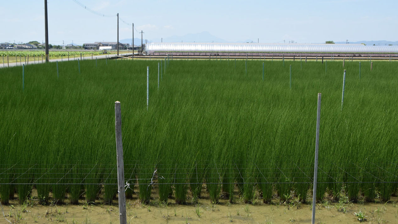 産地、熊本のイ草の様子