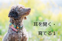 耳を澄ます