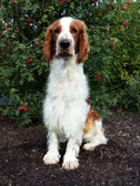 Dotty vom Wilischthal