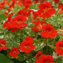 Tropaeolum majus 