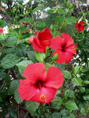 Hibiscus rosa