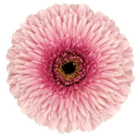 Gerbera Mayball