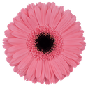 Gerbera Pre-Intenzz