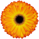 Gerbera Catwalk