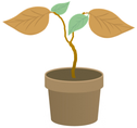 枯れた植物