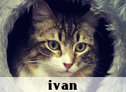 Ivan, La Gatoteca, Cat Café