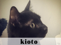 Kioto, La Gatoteca, Cat Café