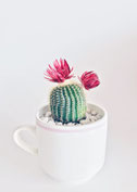 cactus dans une tasse blanche