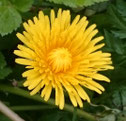 Coaching Skype Zoom  Coach Dorothea Richey. Löwenzahn. Pusteblume.  