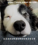 ＺＡＫＵＲＢＯＲＤＥＲ（サクールボーダー）ブログ、ボーダーコリーＭ＆Ｅ２０２２０２０９使用画像