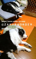 ＺＡＫＵＲＢＯＲＤＥＲ（サクールボーダー）のブログボーダーコリーＭ＆Ｅ２０２６０１０７使用画像２
