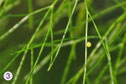 3 Ei an Fenchel (Roland Tock, www.tock.ch)