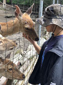 安平シカ公園の写真