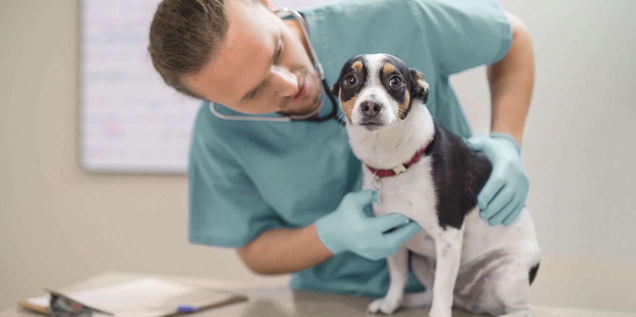 Hunde OP Versicherung Hund vom Tierarzt untersucht