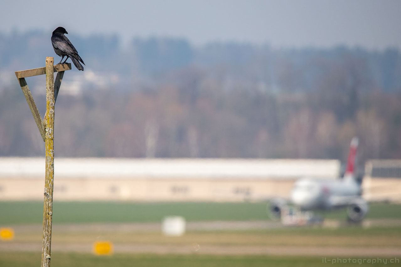 Teilgrounding der Swissflotte in Zürich und Dübendorf aufgrund der Coronakrise in der Luftfahrt. 