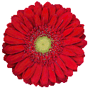 gerbera carambole