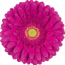 gerbera flamenco