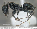 Camponotus foreli