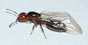 Crematogaster scutellaris