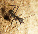 Cataglyphis hispanicus