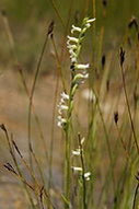 Spiranthes aestivalis (Foto: Benjamin Zwittnig)