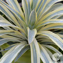 Yucca recurvifolia 'Bright Star' ®